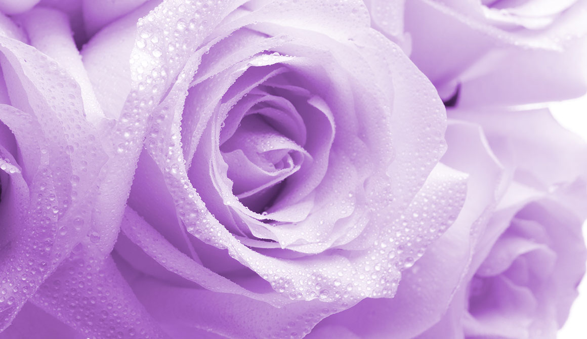 Lilac rose