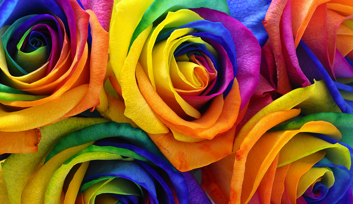 Multicolored rose