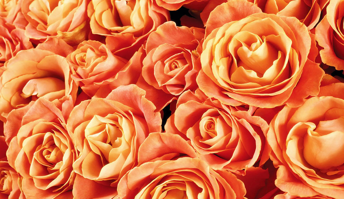 Orange Rose