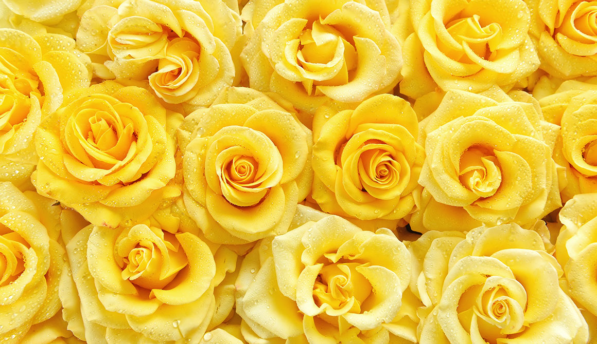 Yellow rose