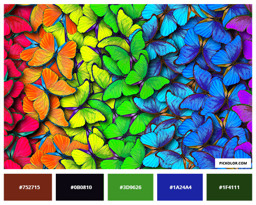 Colorful butterflies